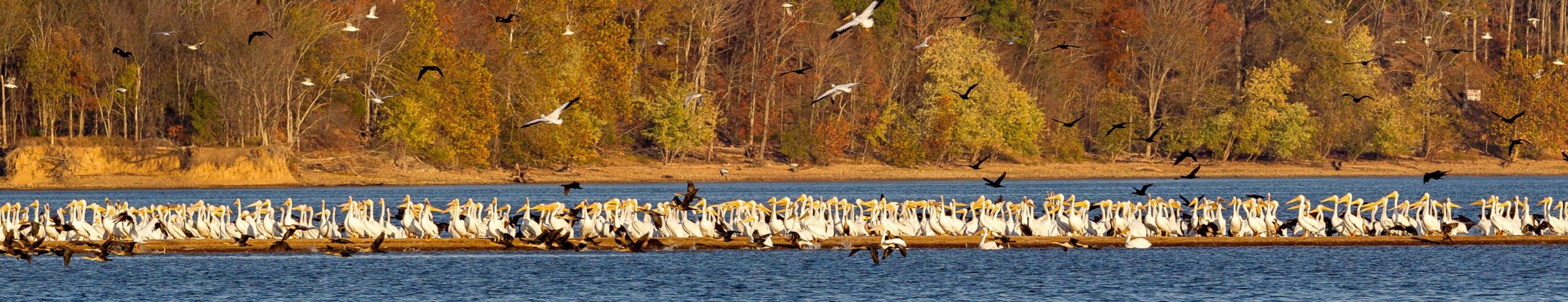 Image of a large group of pelicans.