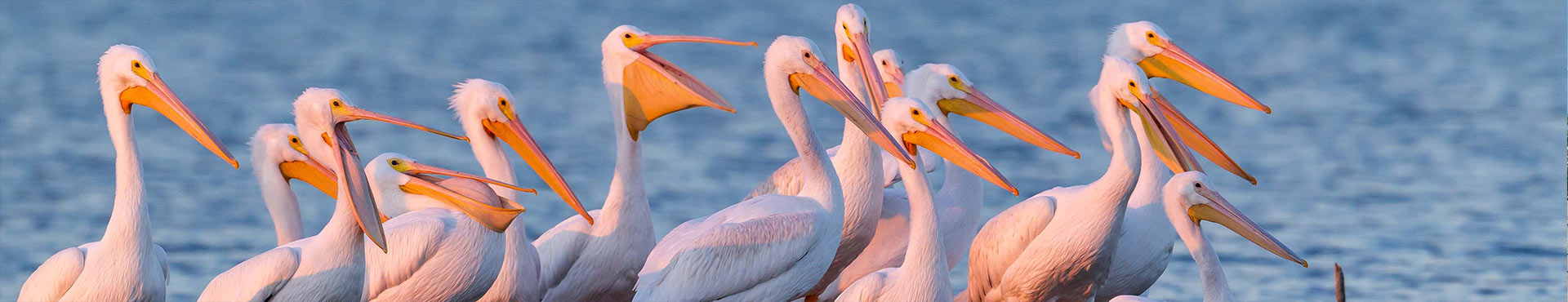 Image of a group of pelicans.